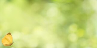 Topsoe suministrará tecnología de electrolizadores para el proyecto de e-metanol en España | Metanol y combustibles electrónicos