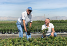 Sunshine Grow comienza a suministrar Nerium oleander sin turba desde España