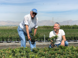 Sunshine Grow comienza a suministrar Nerium oleander sin turba desde España