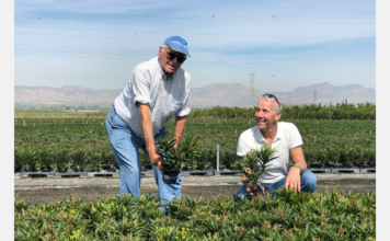 Sunshine Grow comienza a suministrar Nerium oleander sin turba desde España